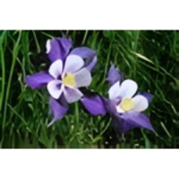 Columbine Flower 2 Photo Italian Charm image