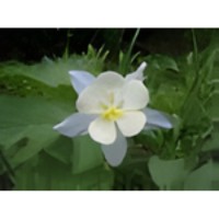 Columbine Flower 3 Photo Italian Charm image
