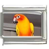 Parrot Photo Italian Charm image
